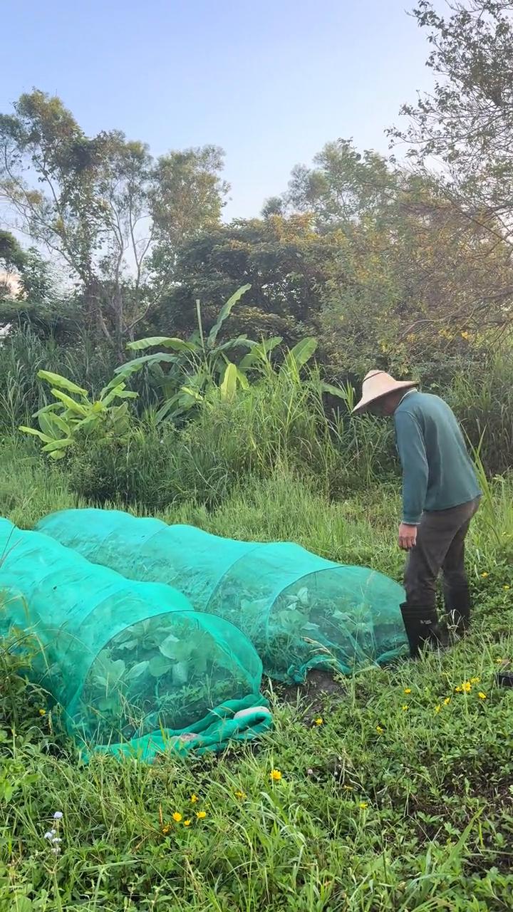 大家好，我是阿龙。今天来吃高丽菜的肥料。这边是包心芥菜，这个也种二十来天了。另外