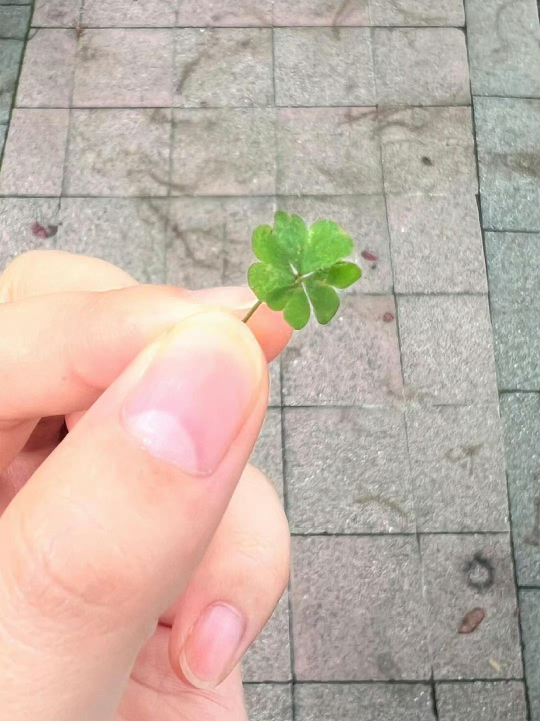 刷到四叶草的人，点赞，接下来有好运到来🍀 