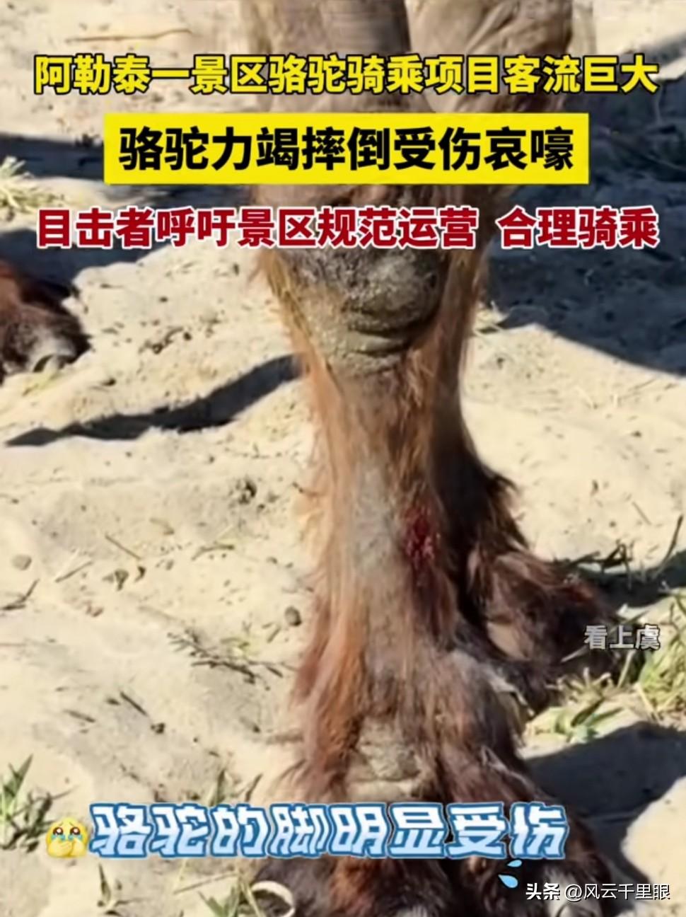 出去旅游，总想体验点当地特色，但是骆驼就那么几头，实在背不起，腿都已经血肉模糊了