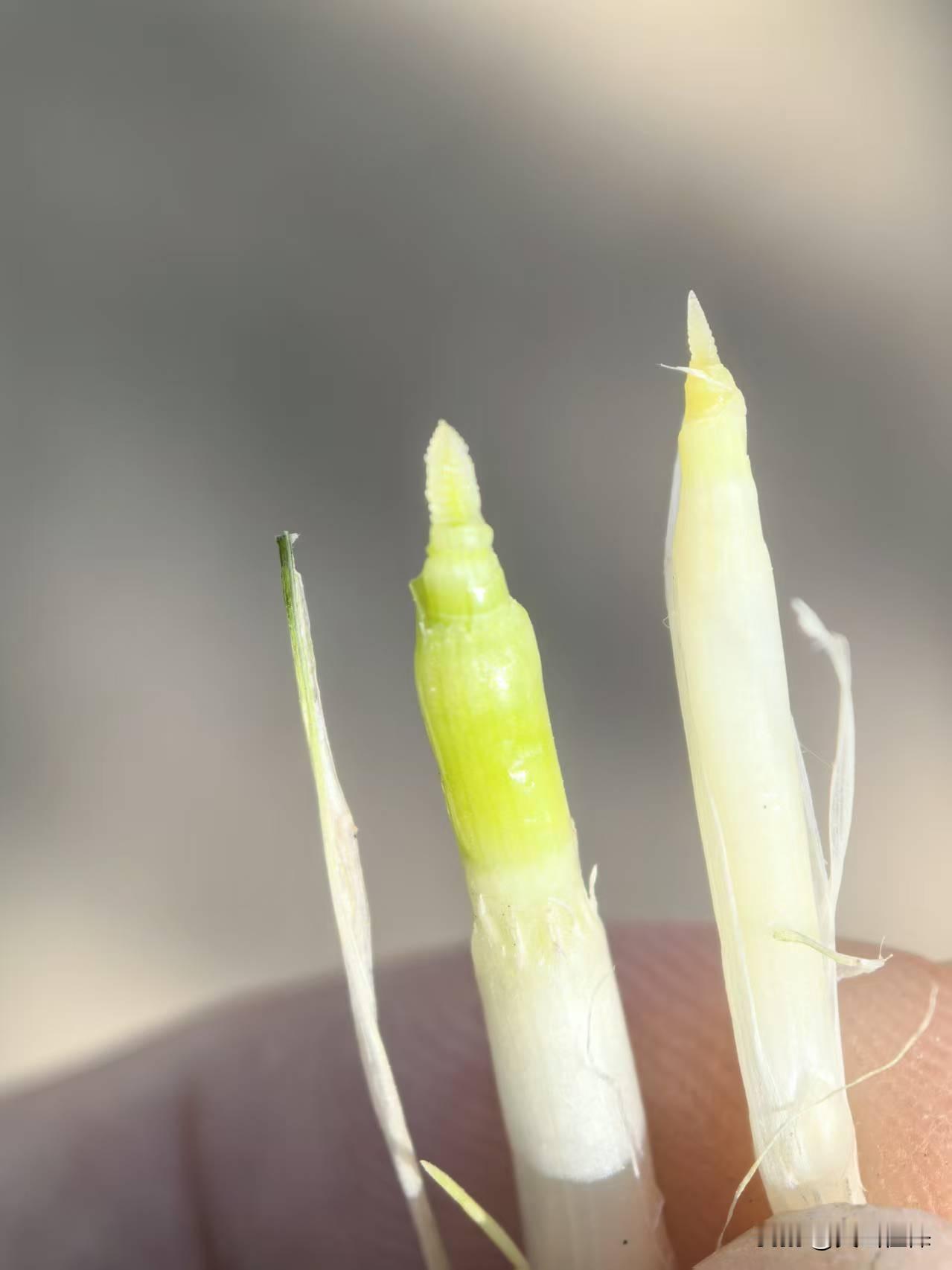 今年春天最想实现的心愿 今年春天，我最想看到小麦顺利拔节。眼下，泰安和京郊的小麦