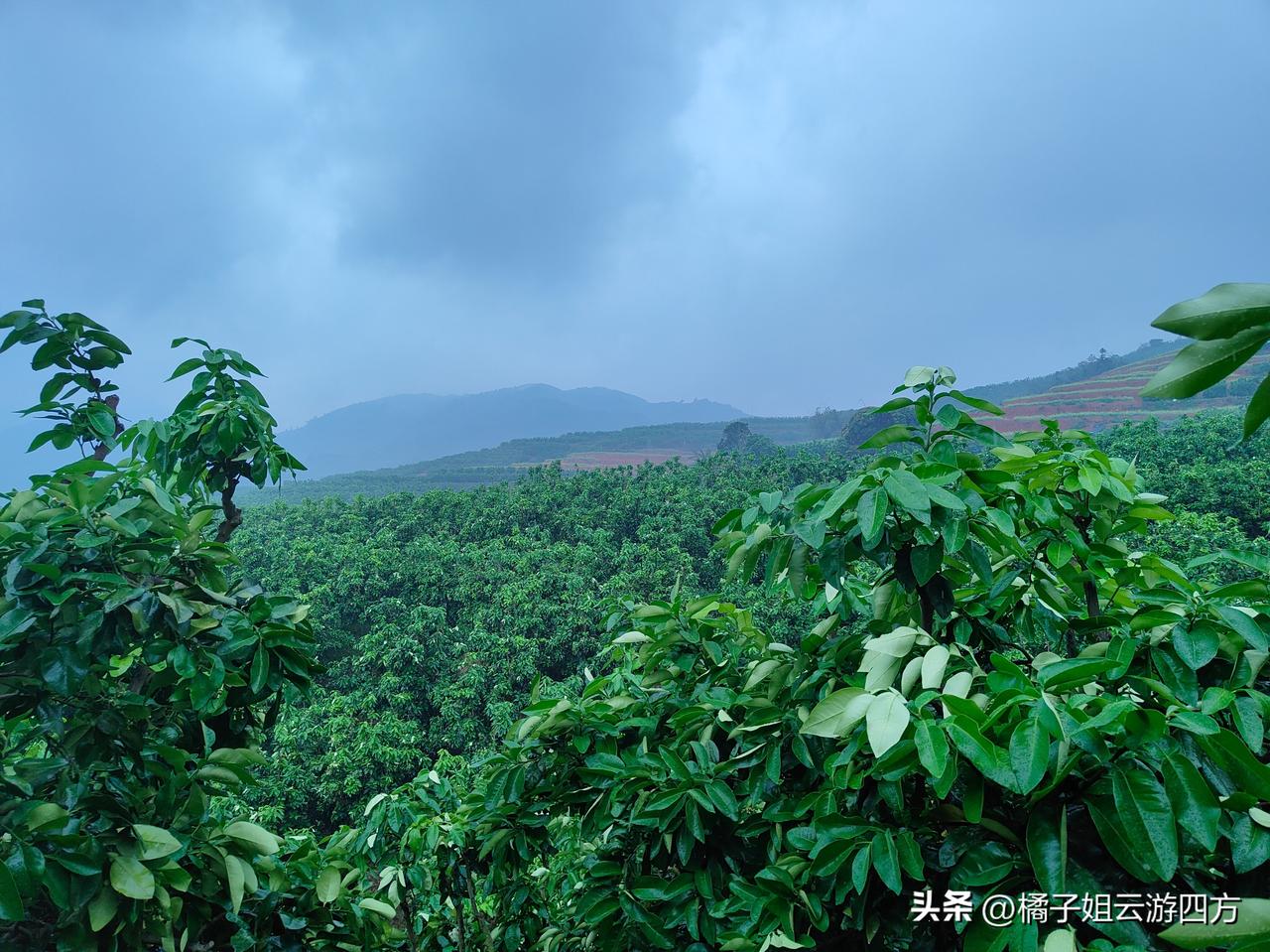 今年的柚子不好吃！
不知道为什么？
今年的柚子长得特别大，
而且木质化情况有点严