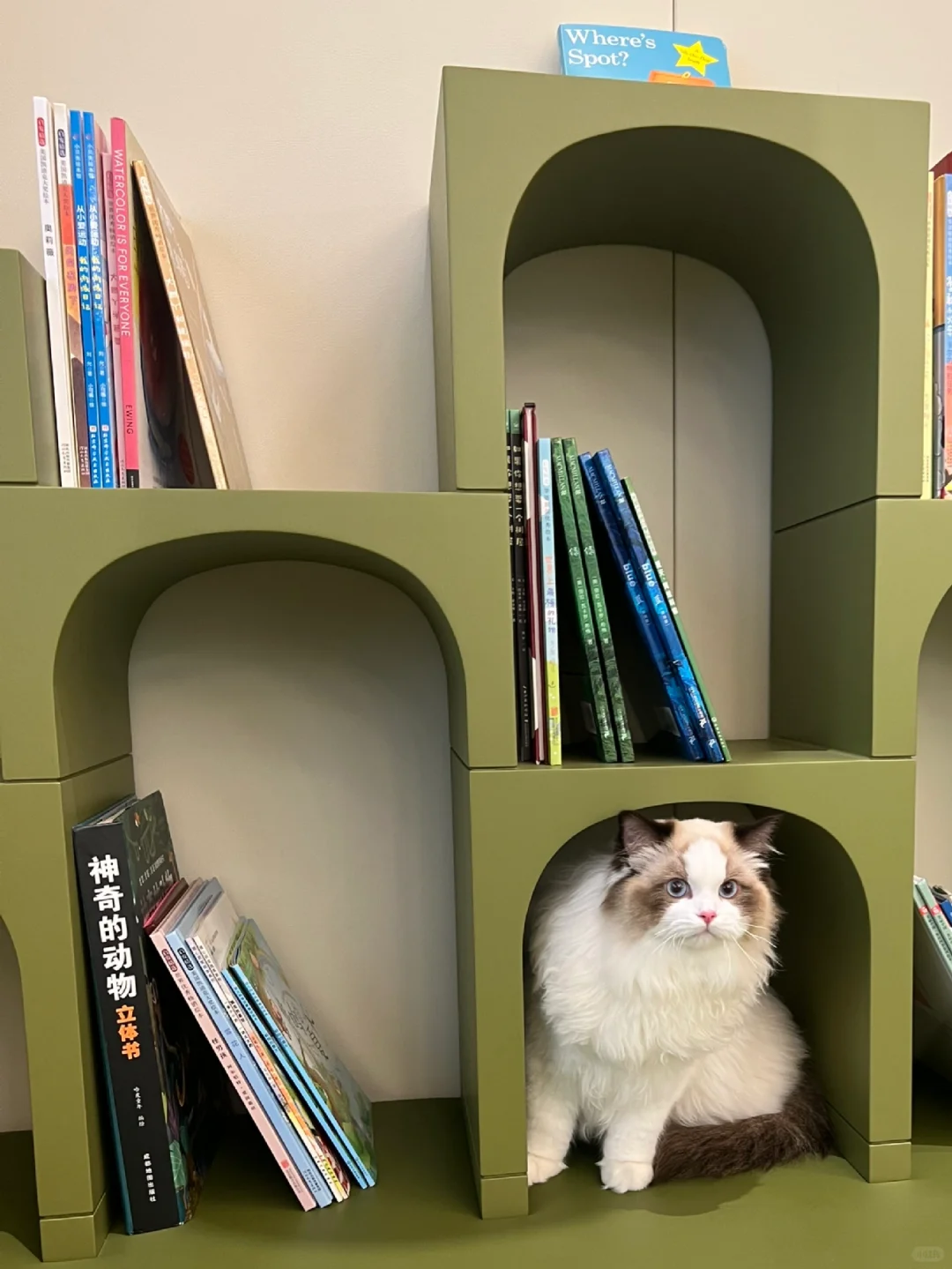 这种偷感很重的小猫出门是要被抓起来的～