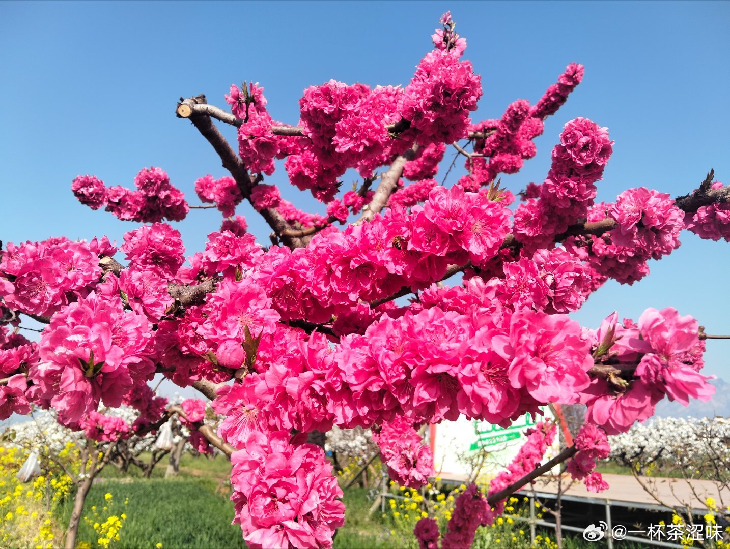 春风一吹，就掉进了温柔的春天里🌿百花齐放，处处都是温柔的颜色金灿灿的油菜花、雪
