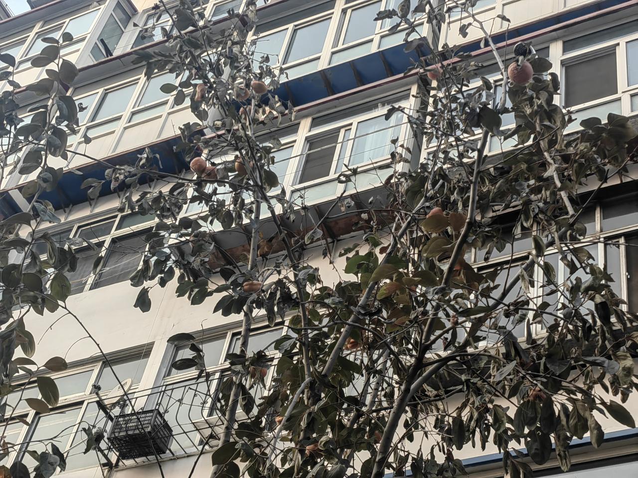 小区里柿子树，真的不该种啊。北方的柿子树在秋天里挂满红彤彤的柿子，柿子树叶在霜降