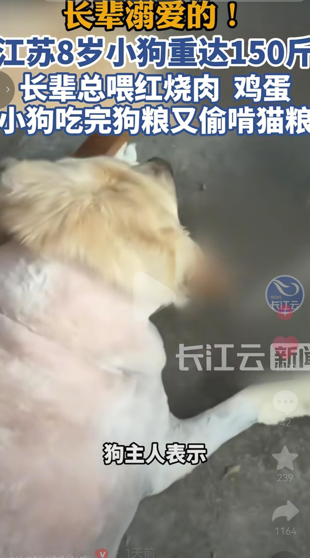 被长辈喂到150斤！江苏8岁狗狗胖得难走路，溺爱毛孩子反而是伤害
 
 江苏有一
