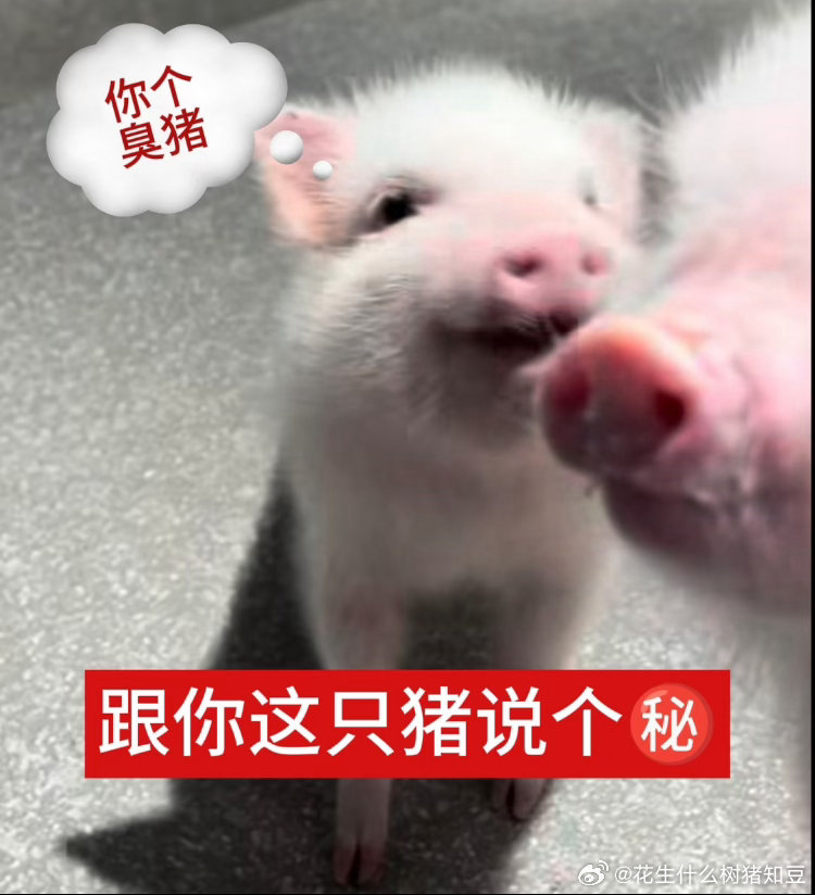猪咋这么萌啊 