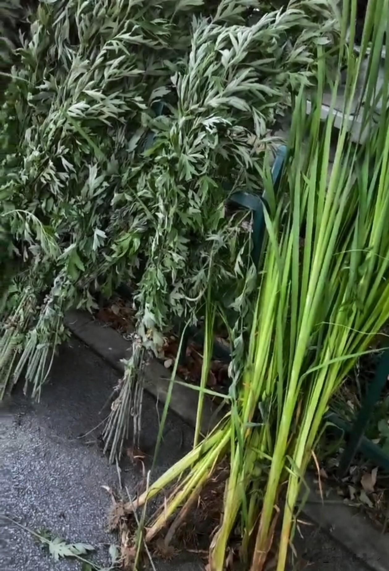 分享我这周有趣的事：端午至，插艾蒿、悬菖蒲、吃粽子、拴五色绳……
你们那里🈶什