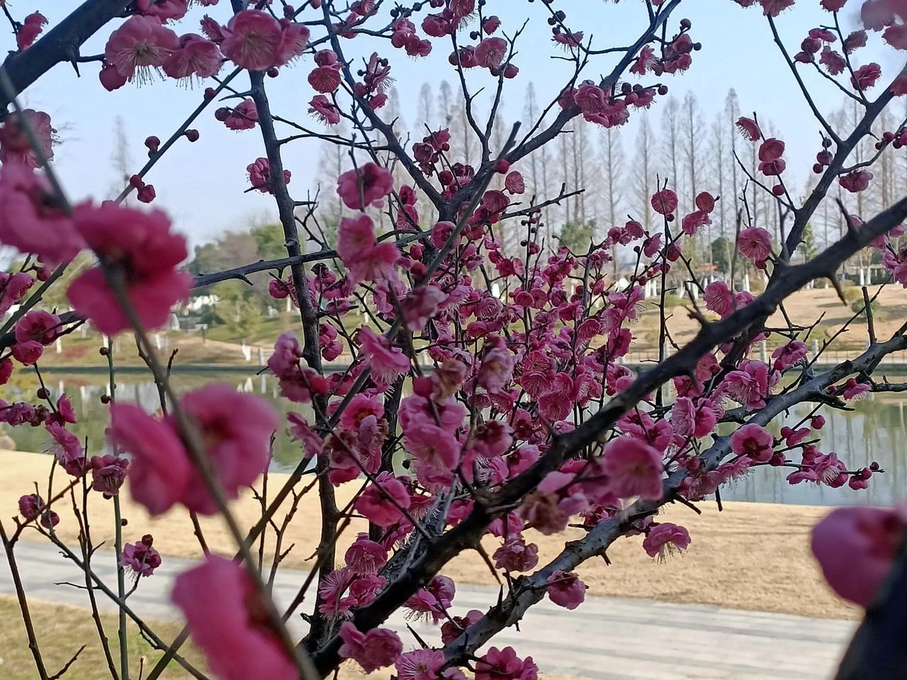 能否分享一张你拍的花卉照片红梅正盛开