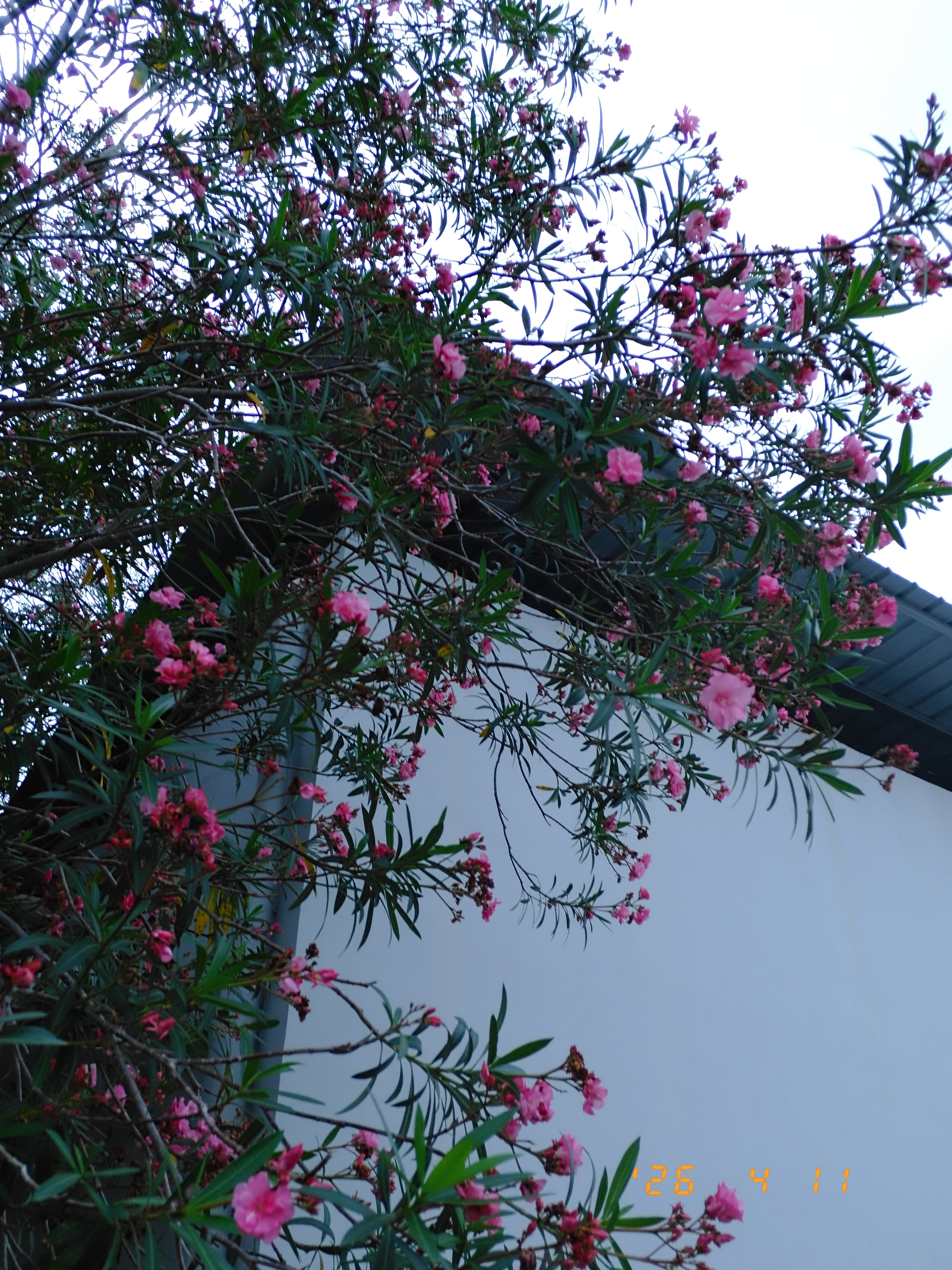 广东莫氏鸡煲老板谈健康莫氏鸡煲迎来成群TVB老戏骨所以说最终你还是要靠独有的产品