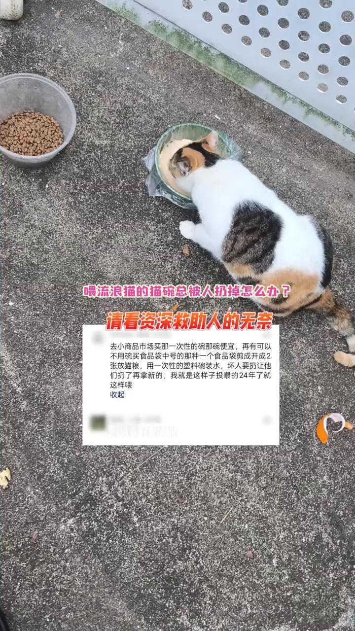 喂流浪猫的猫碗总被人扔掉怎么办？请看资深救助人的无奈。
去小商品市场买一次性的碗
