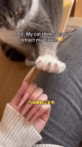 猫：蠢货，收啊，看，这样收，快收啊！
咋那么笨 这么教 爪子都收不起来 [捂脸]