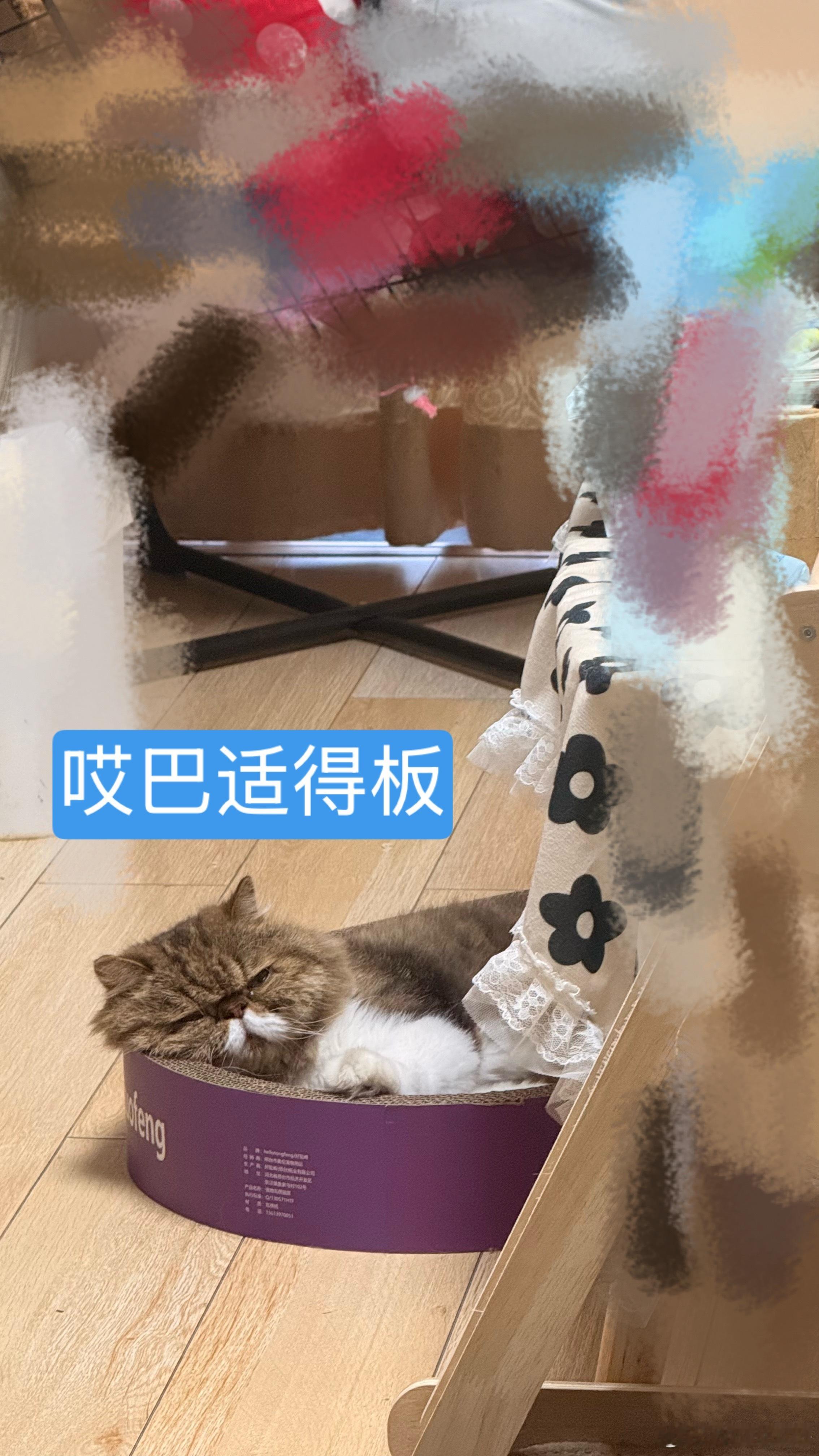 CV魏长歌  忘发了昨日份的《直播时间中的努努》