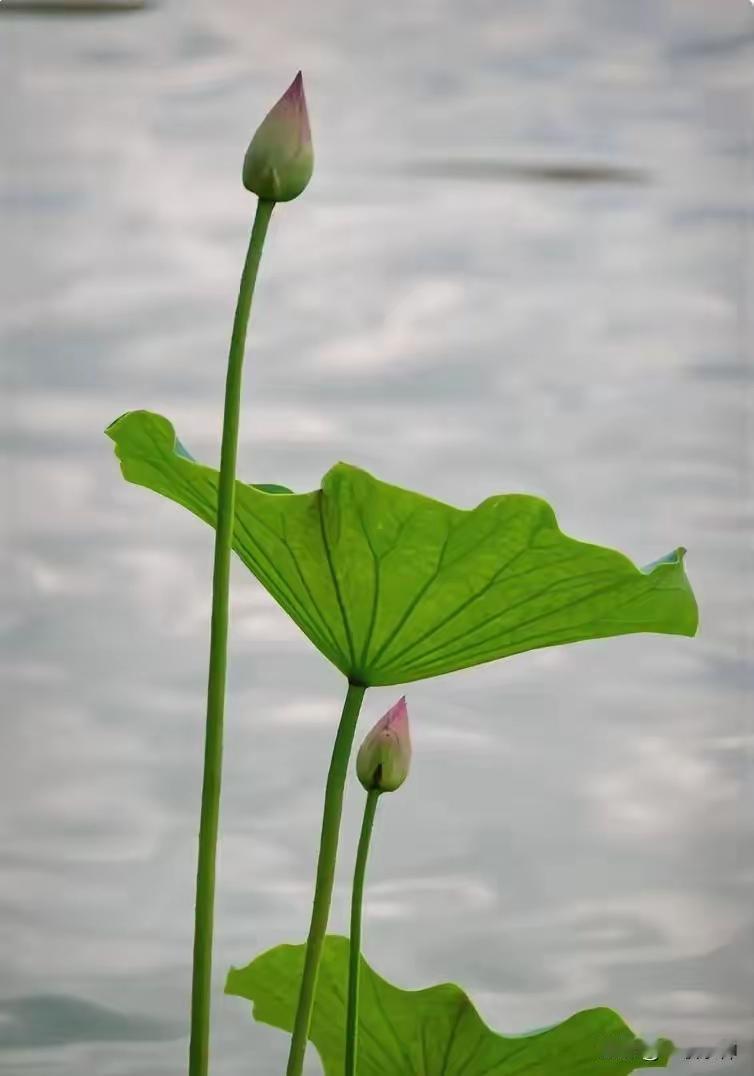 初夏池塘绽新荷，溢清韵惹人醉；  
亭亭玉立不染尘，此联邀君来对答。上联“出水新