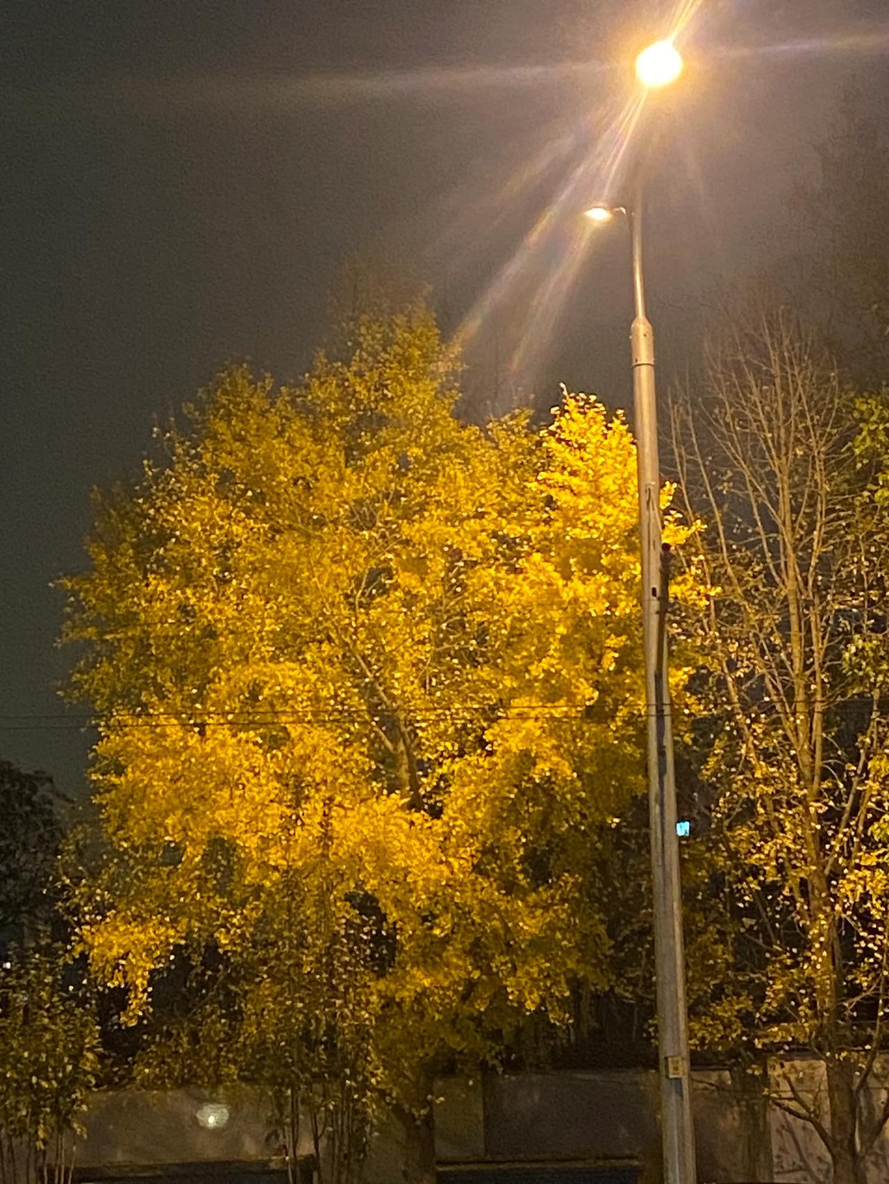 寒风萧瑟下的街灯

配着黄色的银杏

很有意境