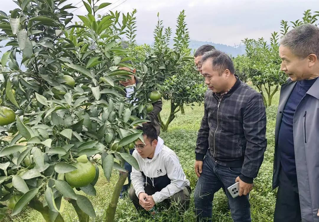 买不到！根本买不到！25000斤被抢购一空，网友懵了：让我吃一口