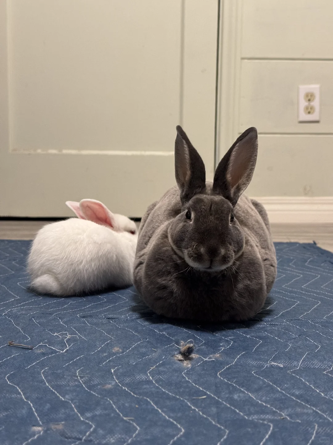 🐰今日份香芋方包和奶冻！