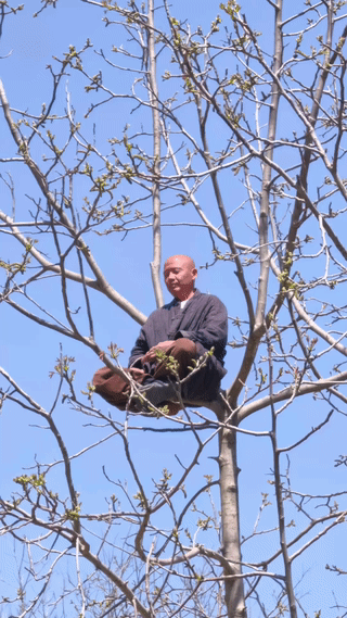 十里春风一闲僧。
核桃树上坐禅中，
我佛慈悲心注定。
虚无飘渺一场空，
古朴和尚