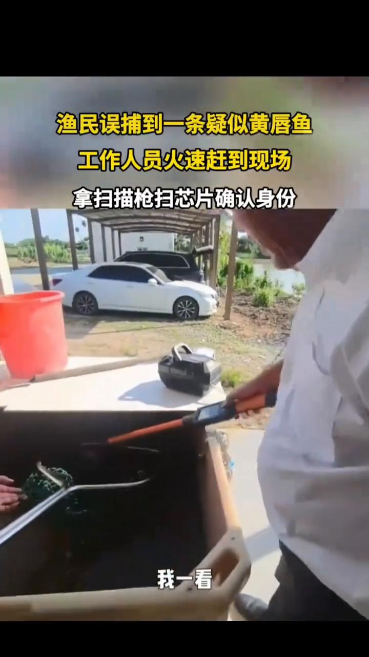 渔民误捕到一条疑似黄唇鱼，工作人员火速赶到现场，拿扫描枪扫芯片确认身份。
发布时