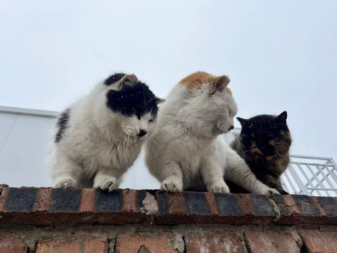 谁能拒绝可可爱爱的小喵哇🐱#猫咪总能找到适合尺寸的猫窝# ​​​