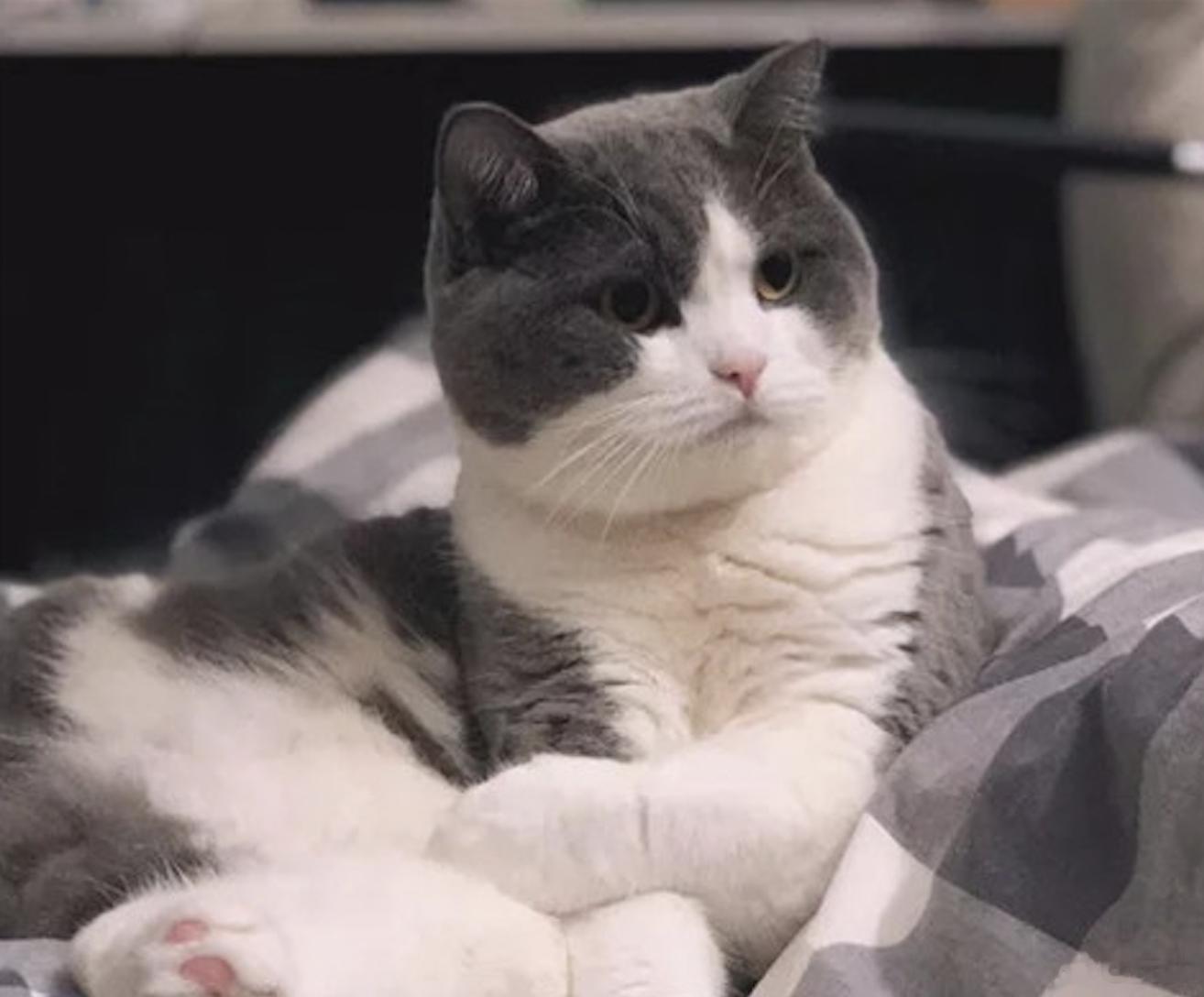 请问一下，这种可爱的猫猫，是什么品种？ ​​​