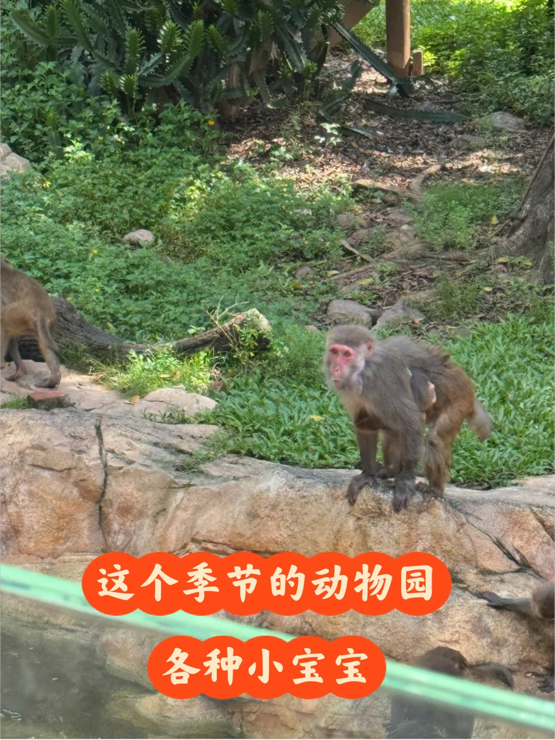 这个季节来动物园看小宝宝