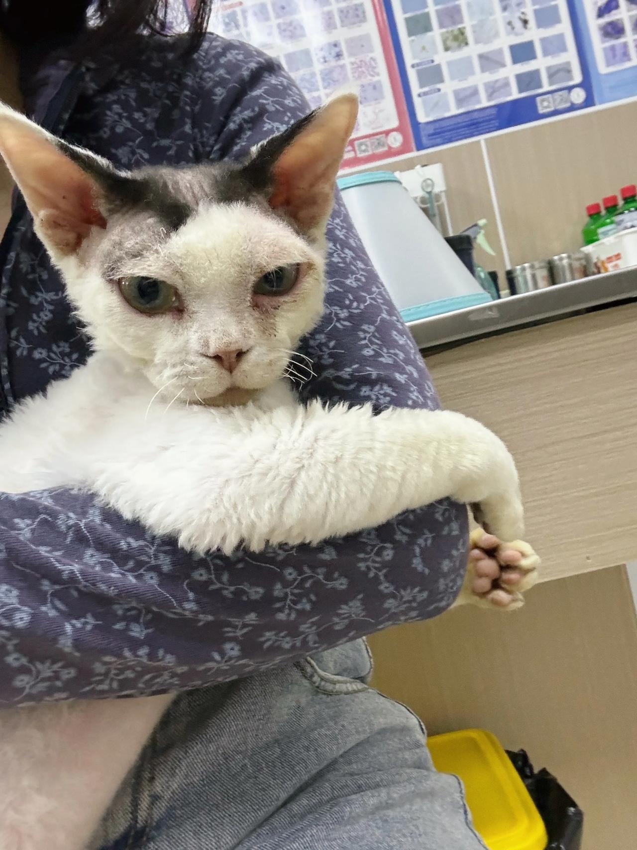 小德又发烧了，医生在给他验血，希望别是什么其他问题。 #猫咪# #萌宠#