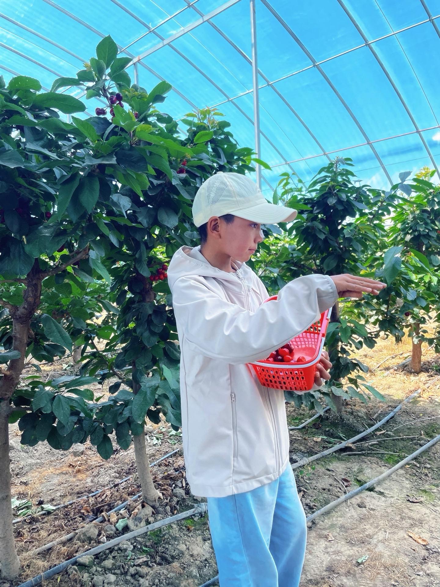 🍒樱桃自由
