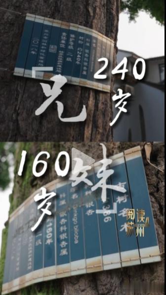 这是我从视频号“长忆是江南”上看到的一个短片，苏州据说许多老巷里都藏着“神木”，