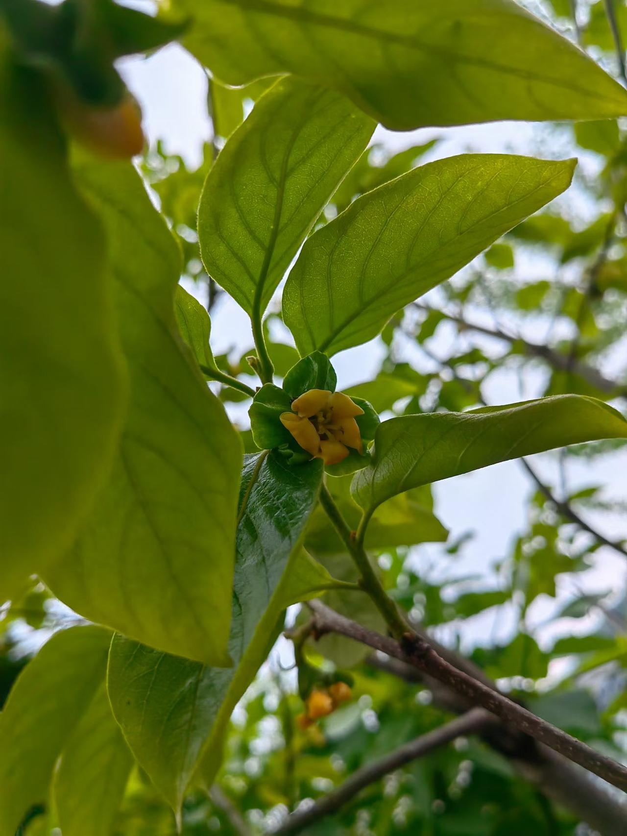 4月24日，星期五
岁月轻轻，如风而过，四季匆匆，似花开花落。愿大家心守一份平和