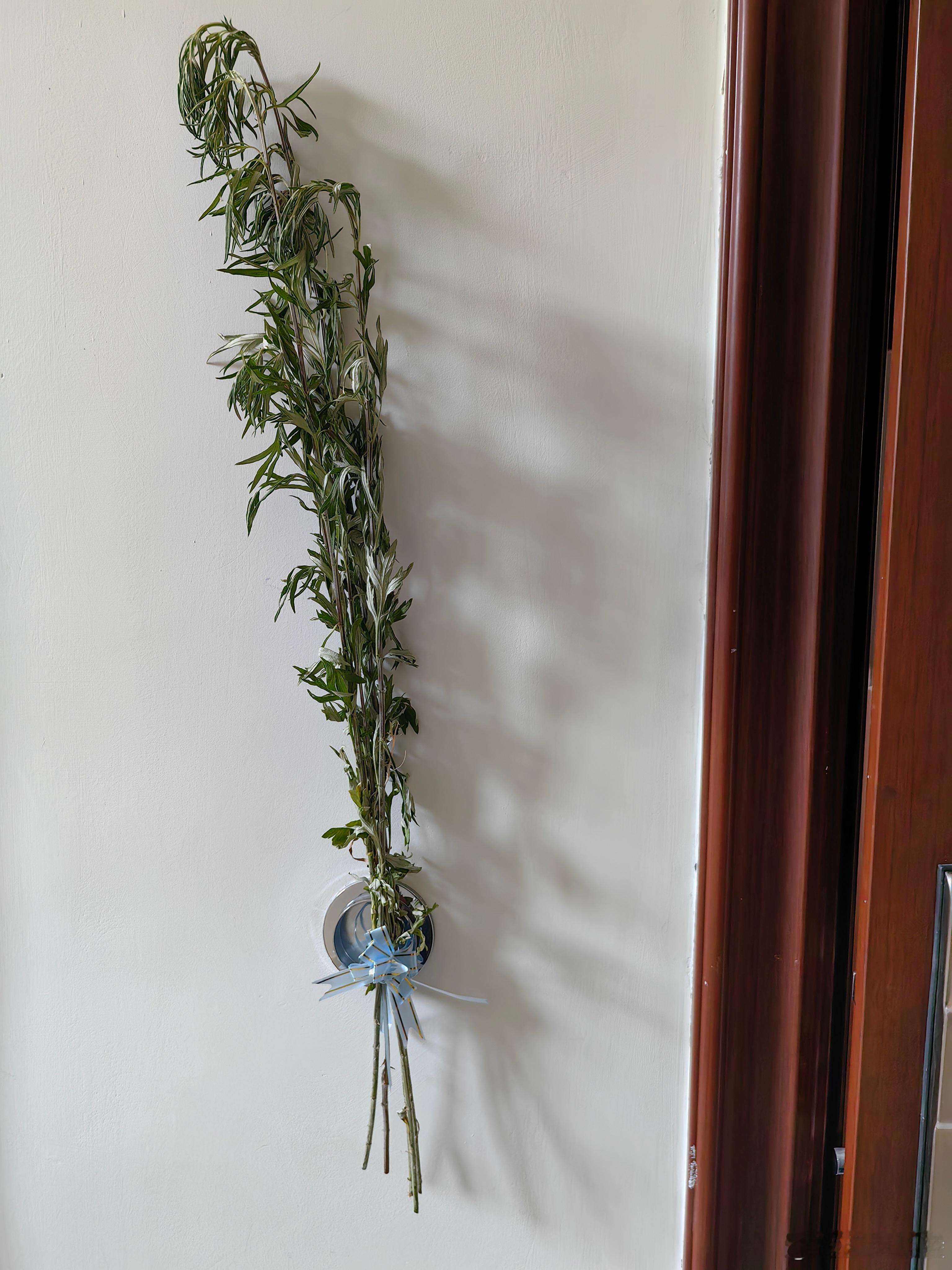 物业给每家门口插了艾草，感到挺温馨的——端午安康。 ​​​