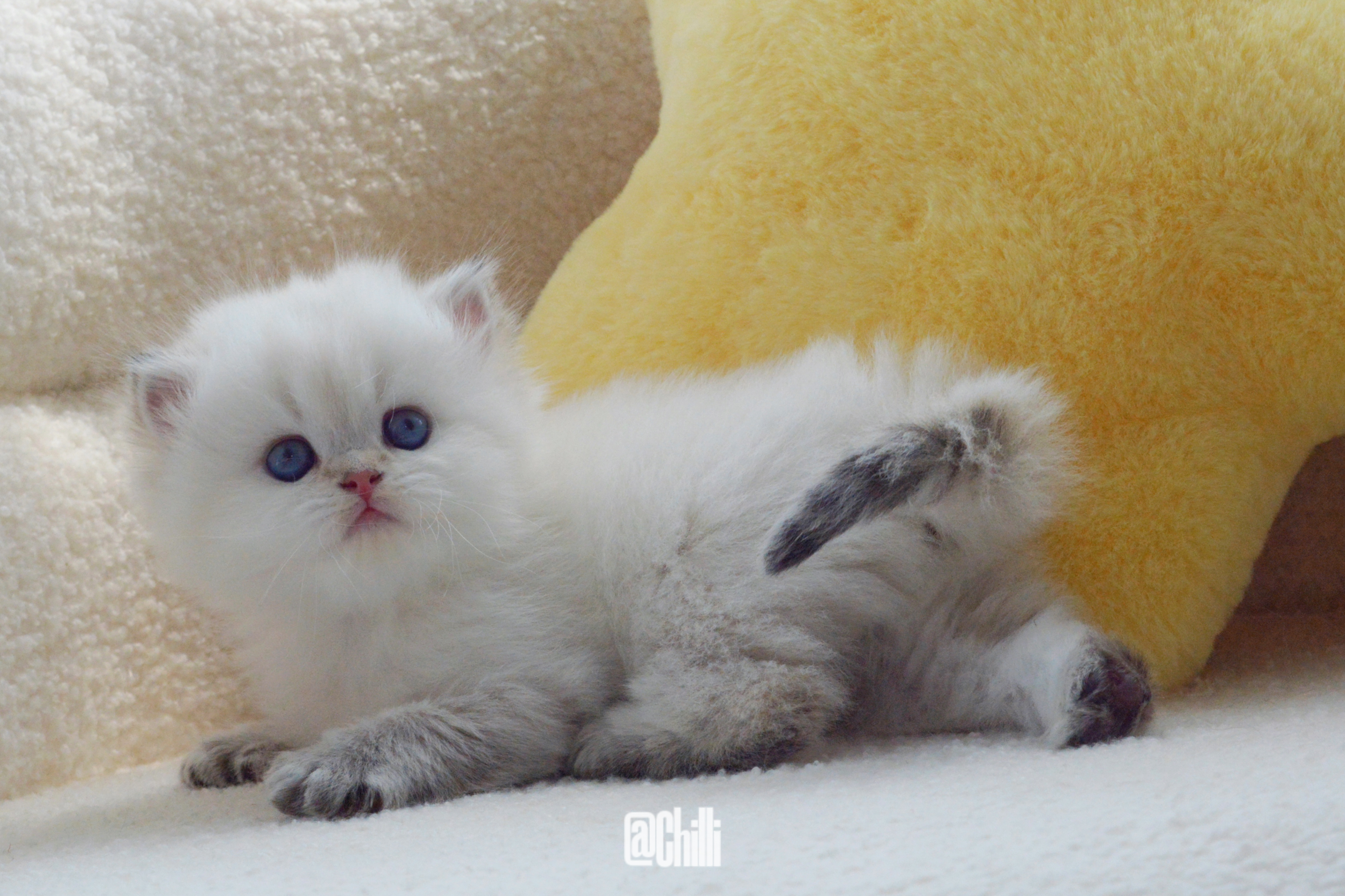 毛蛋2024.5.13金山猫英长女孩已定山东新家#英短金点色##金点色##英国短