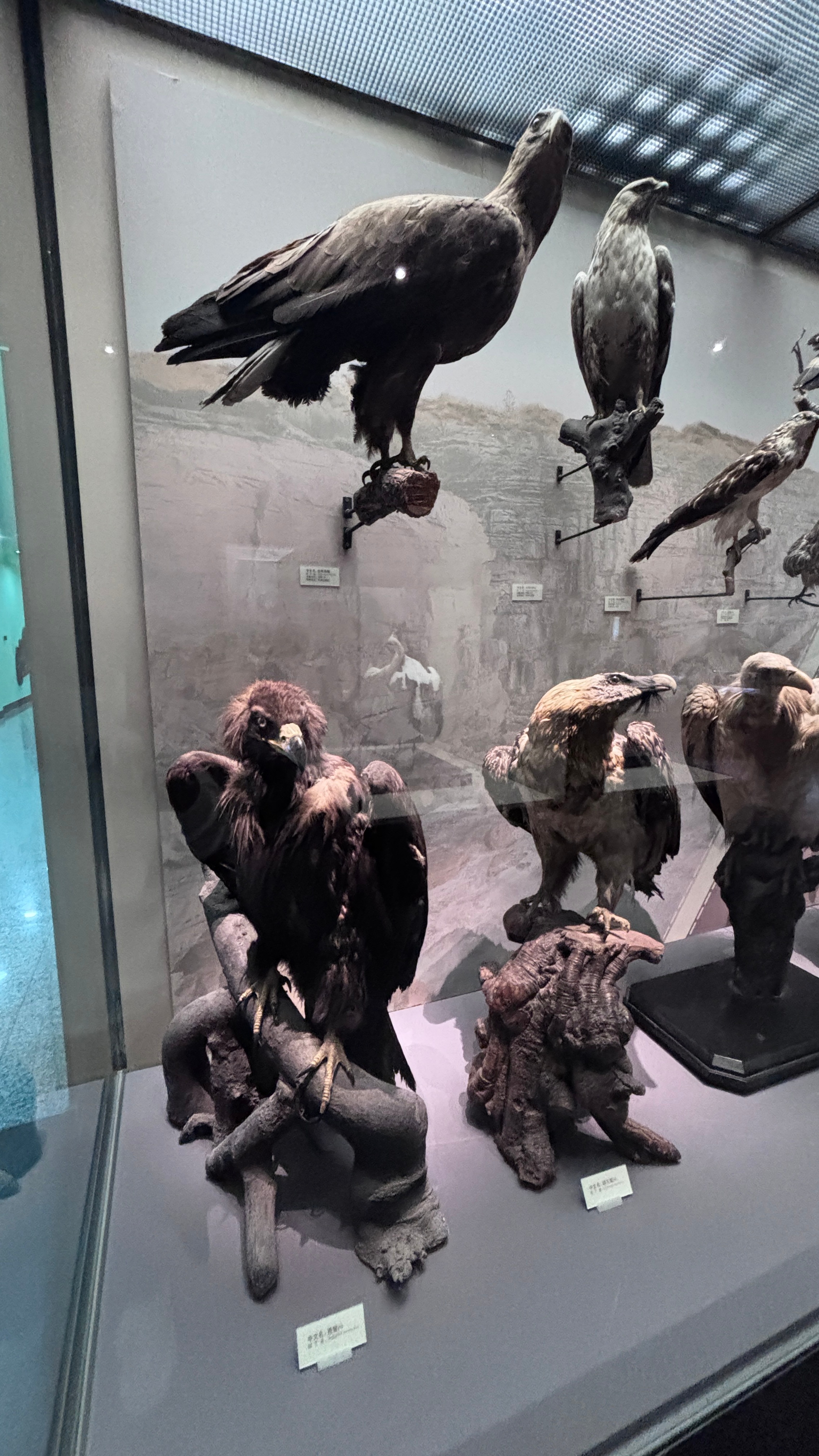 卧槽，展馆里的鹰真的是栩栩如生，太霸气了。