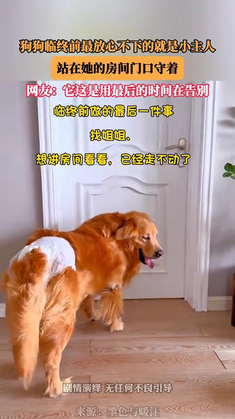狗狗临终前最放心不下的就是小主人站在她的房间门口守着。网友：它这是用最后的时间在