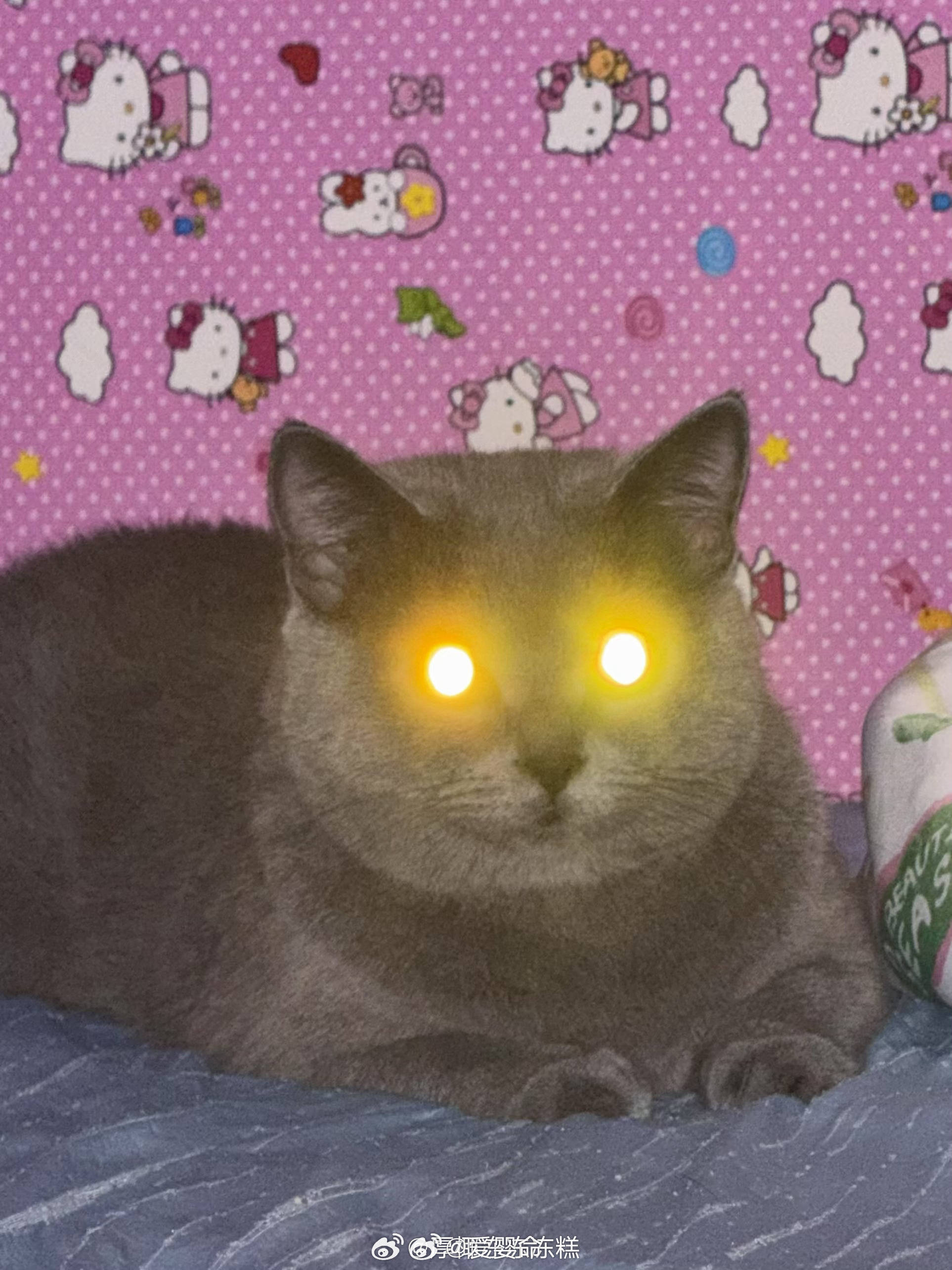 之前有个果给我发的她家的蓝猫我存到现在 哈哈哈哈哈哈哈哈哈哈哈哈哈哈哈哈哈哈哈哈