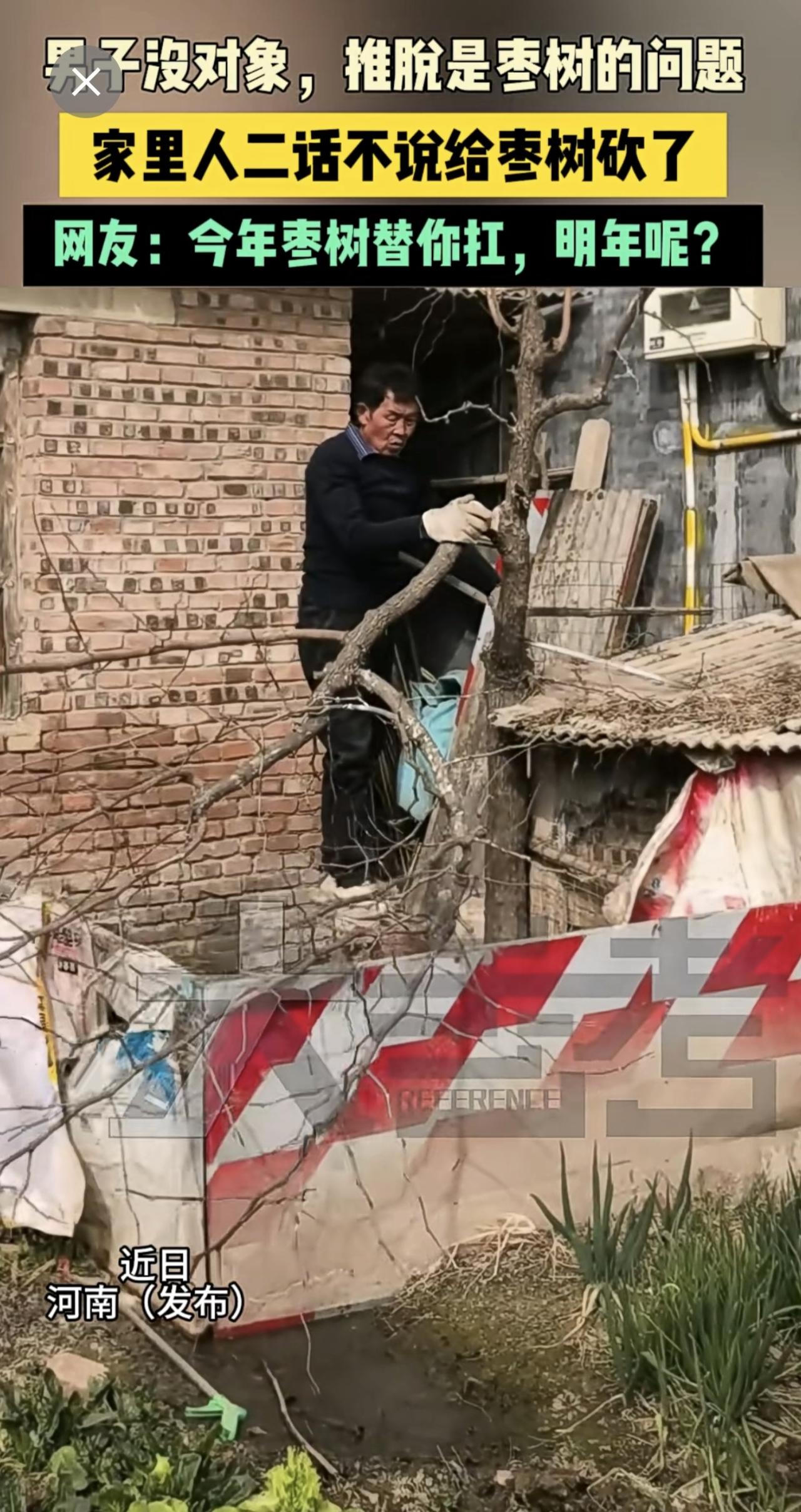 近日河南 （发布）男子没对象，推脱是枣树的问题，家里人二话不说给枣树砍了，网友：