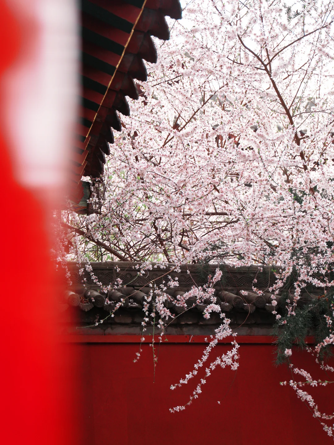 广仁寺的山桃花真的美爆了🌸