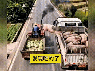 这个视频好，
一看就知道是AI。