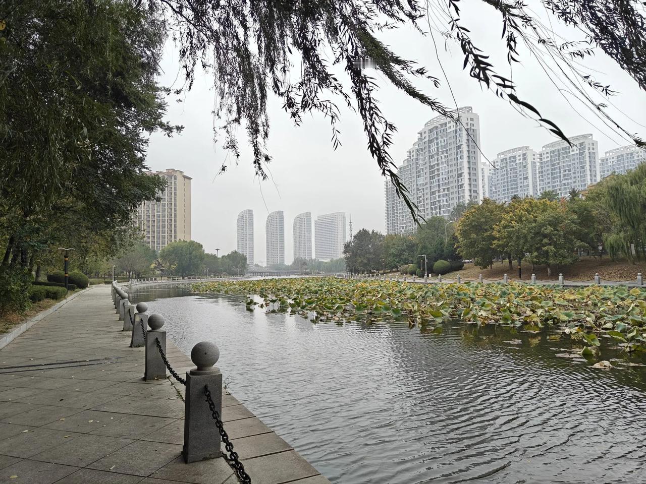 昨天早上，不知道哪个方向的风，呼呼地吹。吹得枯黄的树叶子，在半空中飞舞。
我一出