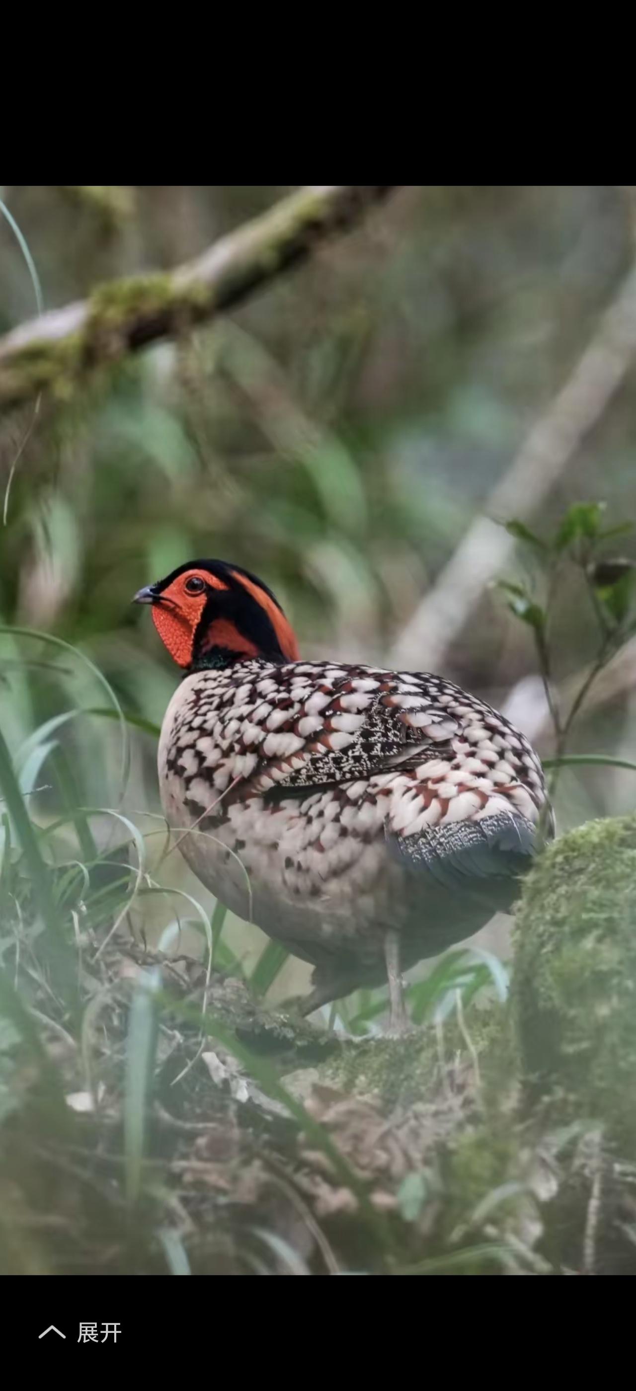“春色满园关不住”，这句诗简直太妙了！就像春天是个调皮鬼，非得从紧闭的园子里探出