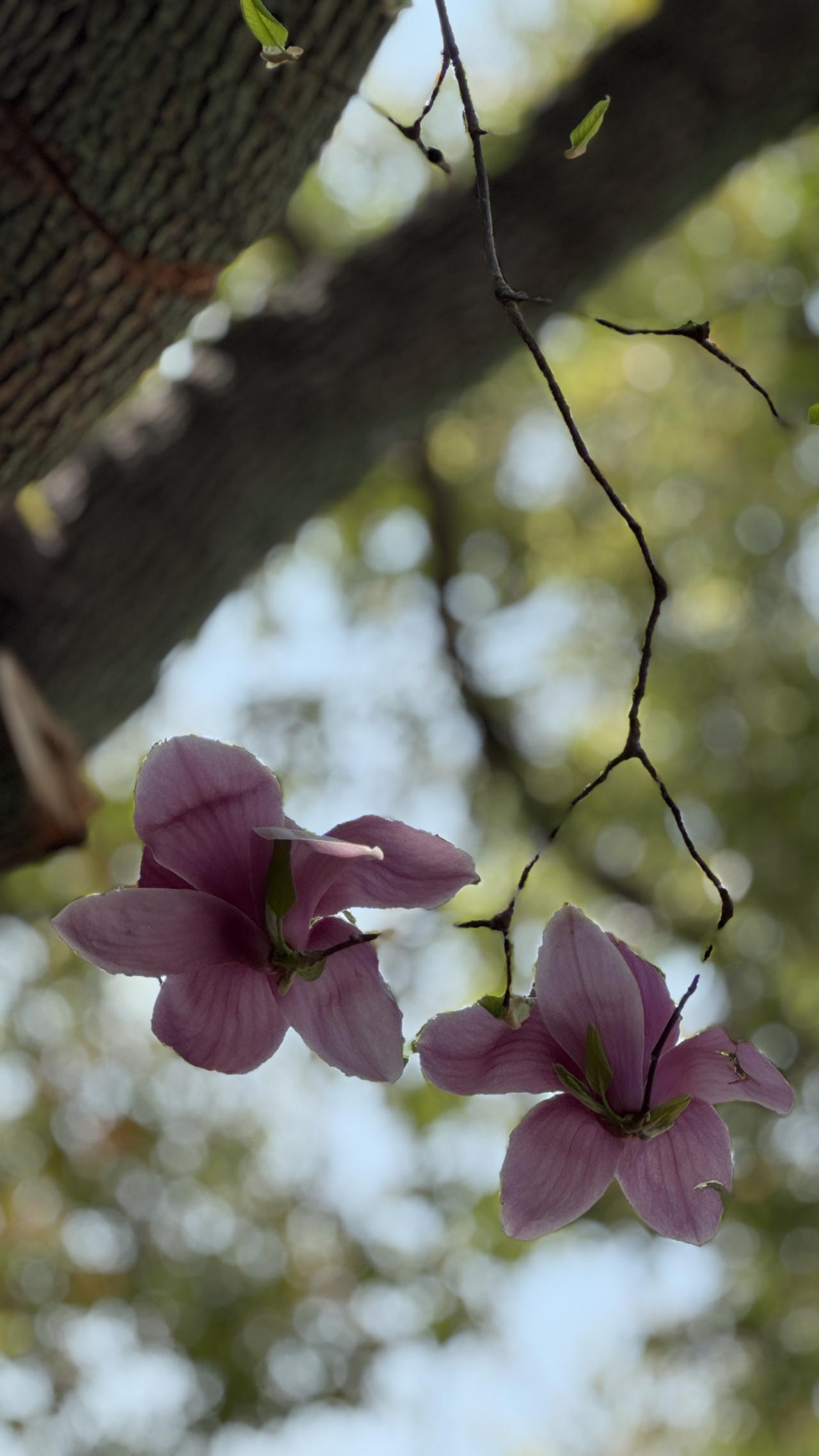分享玉兰花的唯美图片玉兰素雅高洁，花开早春。