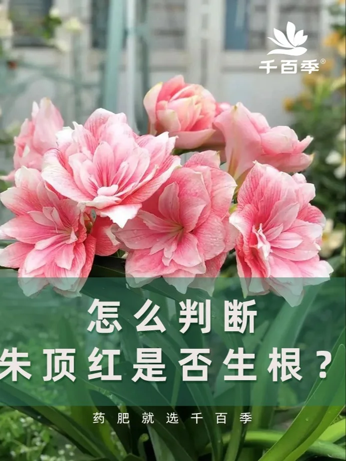 朱顶红是否生根？这么判断