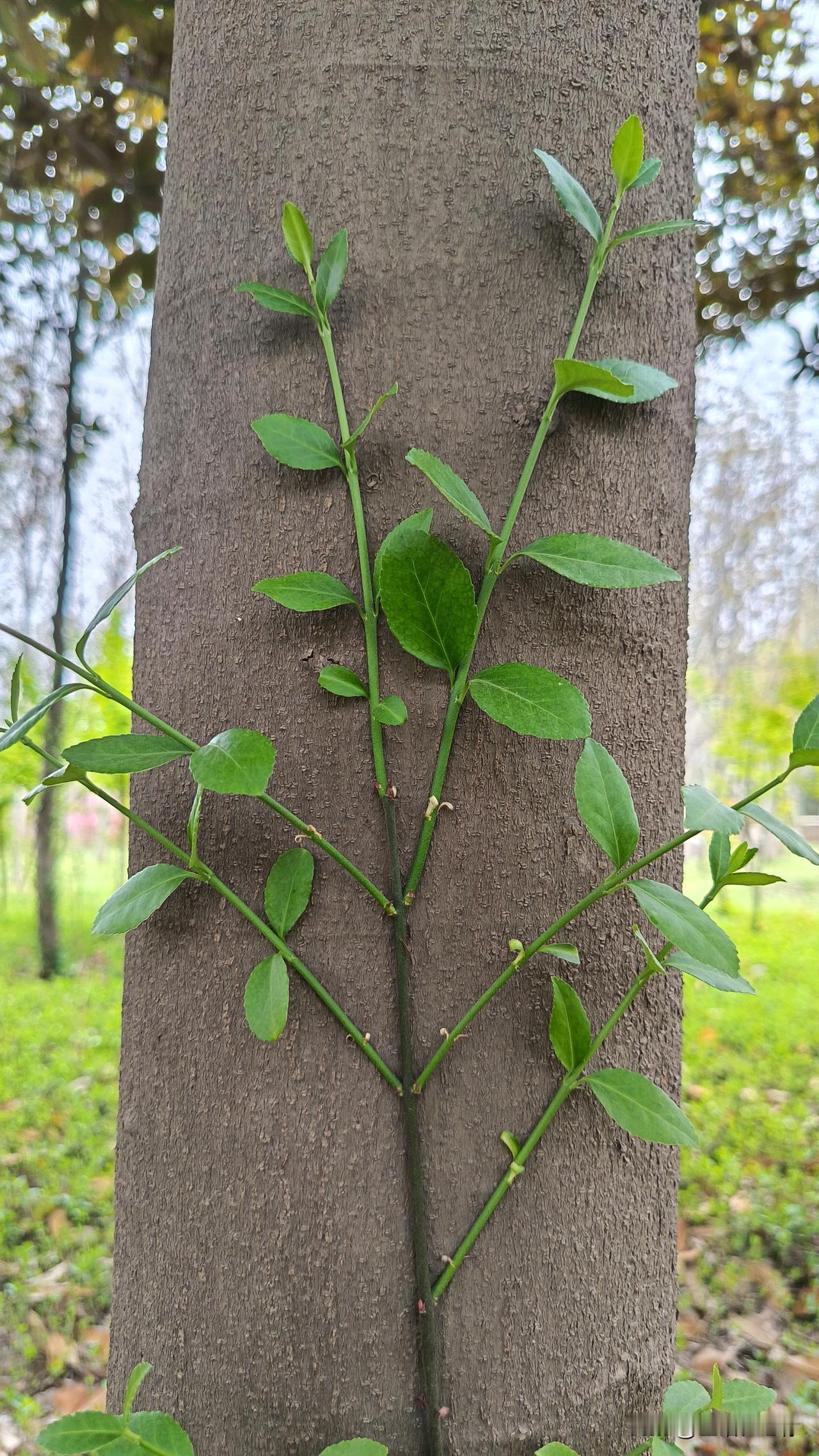 失败者建立目标，并常常以目标过于宏大而无力务实，更无力面对失败，一蹶不振草草收场