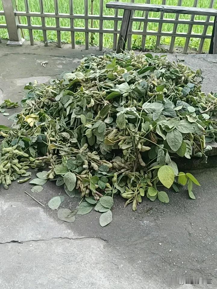 记录生活，记录此刻在老家农村，就是低经济时代，没有深圳的快节奏，3千块一个月不去