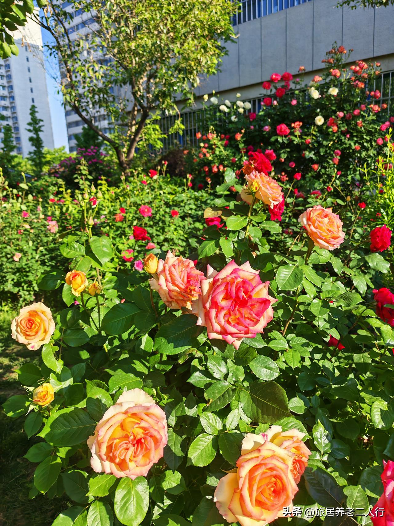 小区的小花园，又迎来了繁花簇拥、满目芳菲的时节。
 
这片花海，是一位酷爱养花的