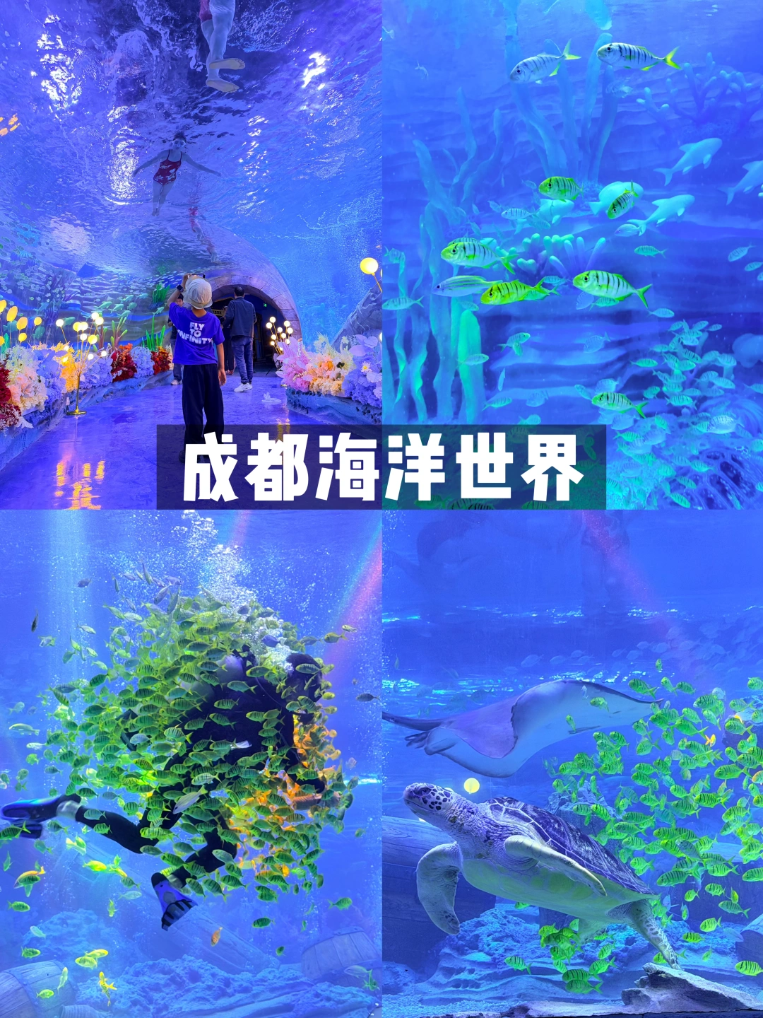 5.1新开的成都海洋世界🐳‼️ 一票通玩太香了