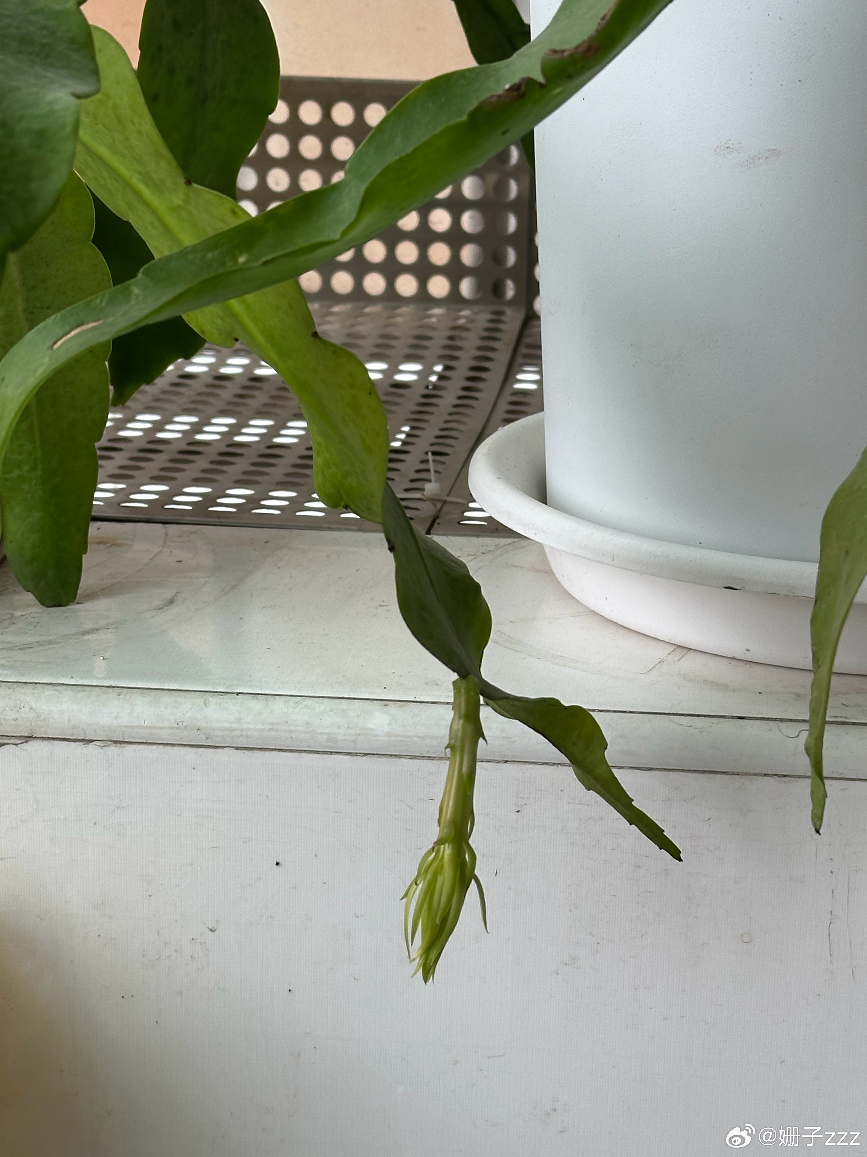 昙花…花苞长大了！