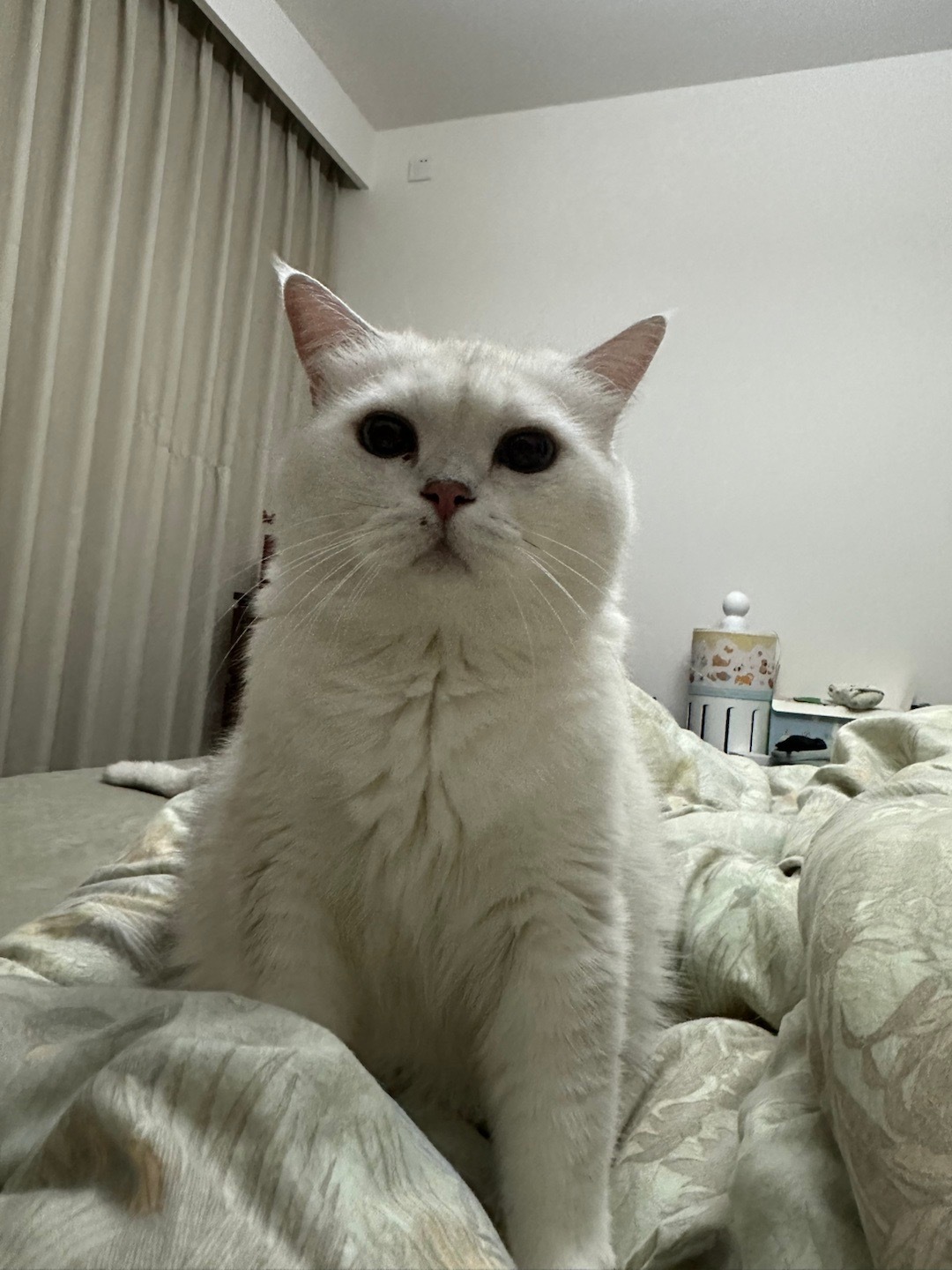怎么回事，猪嘴被谁抠破了 