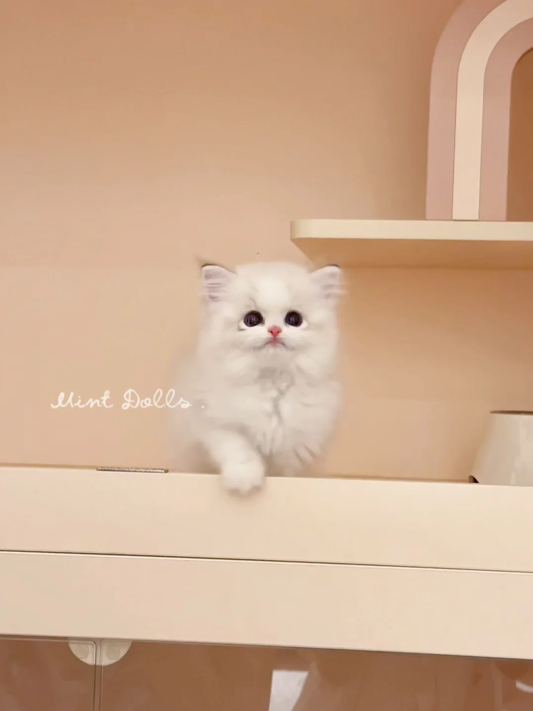 自带卧蚕的小咪