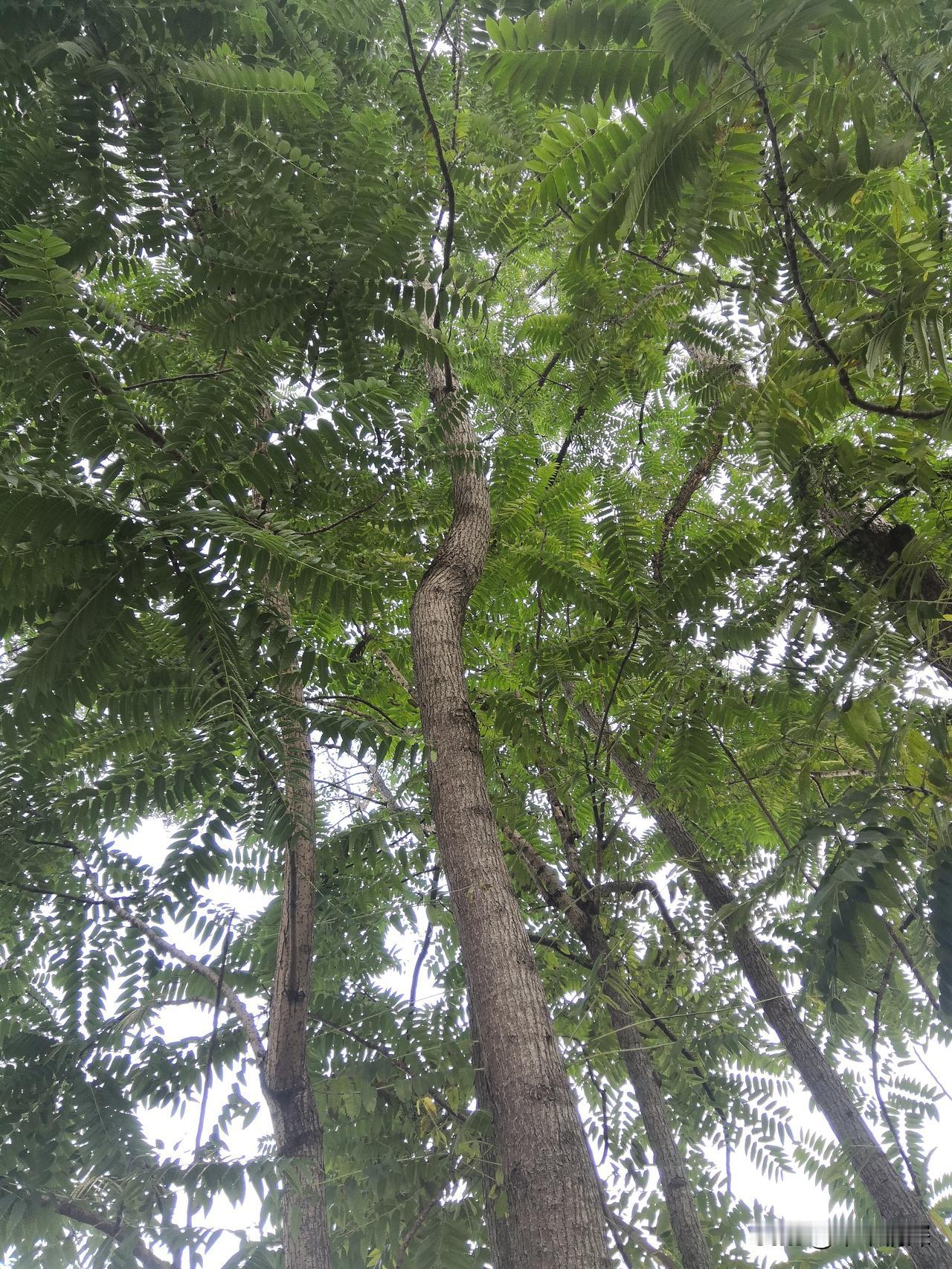 农村除了大自然的风采，也有很多动人的传说。每棵树，他们叫什么名字，有多高？叶子长