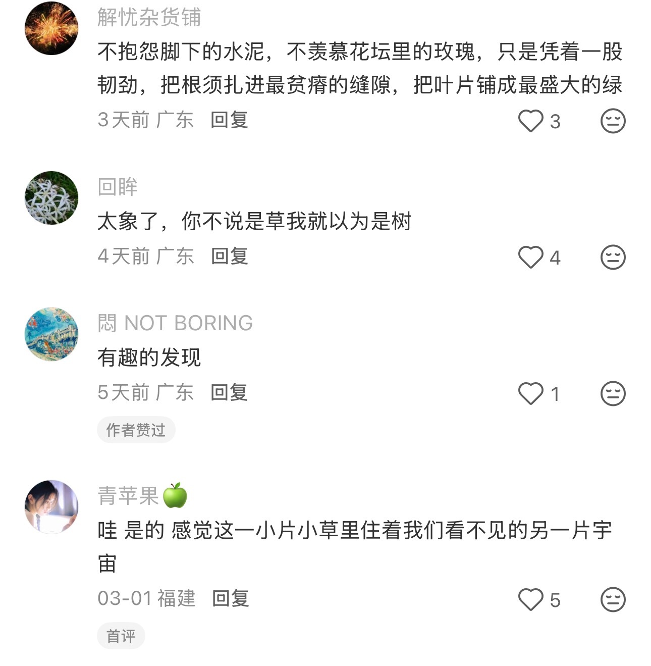 发现了很像树的一堆草 